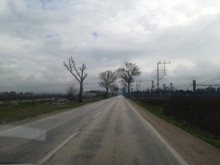 Ağaçlı yol