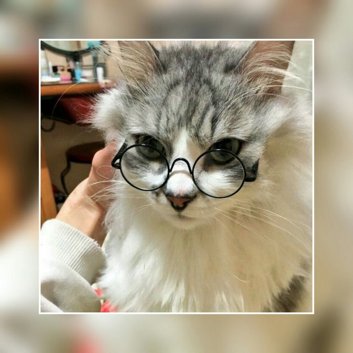 умный котик