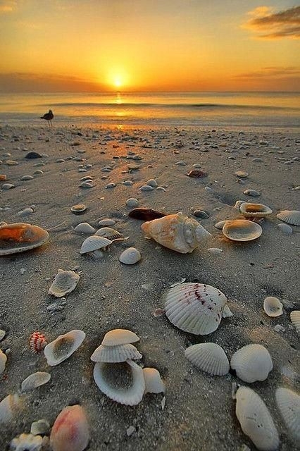 plage and sun
