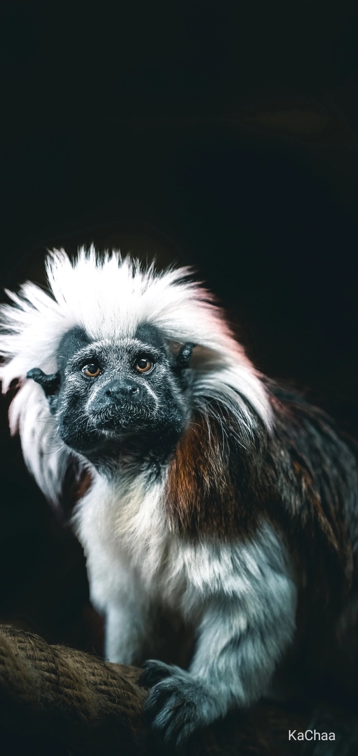 Animal...