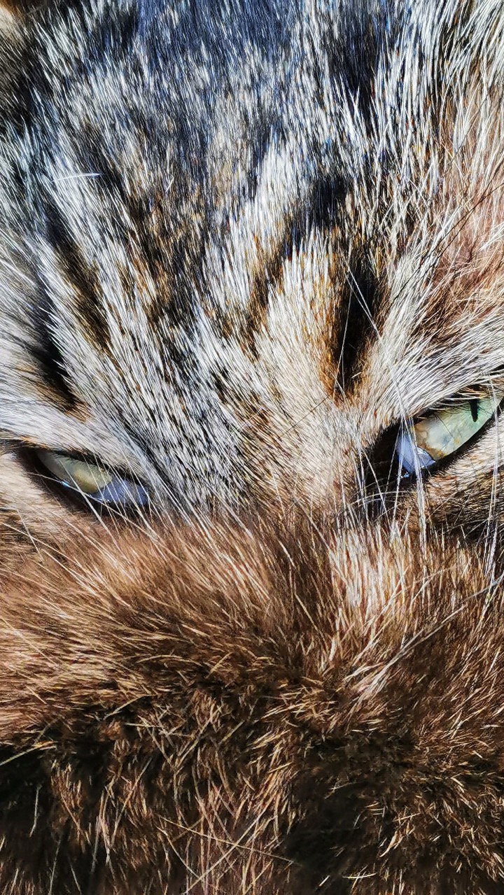 Sîtâ.my cat