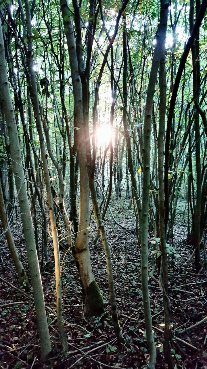 woods