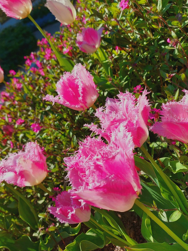tulip