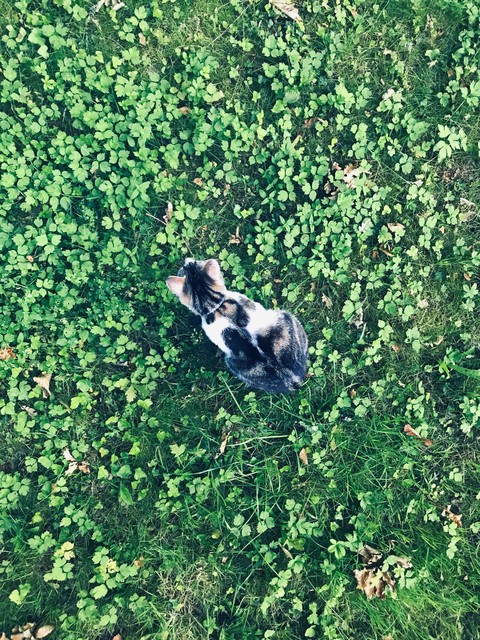 Lost Cat