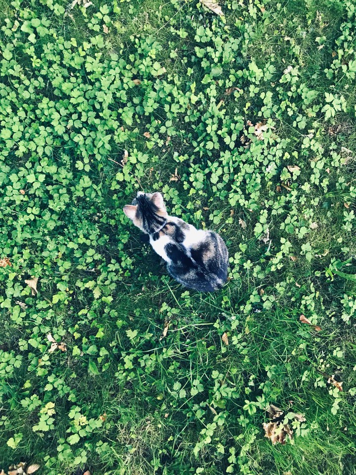 Lost Cat