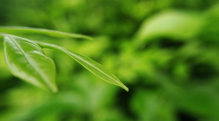 Green Leaf