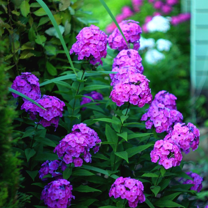 Beautiful phlox