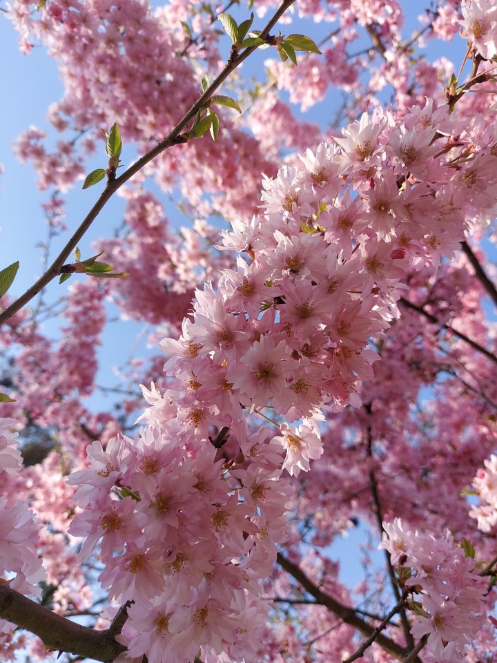 spring