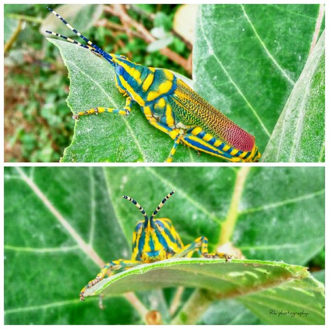 Tiger grasshopper