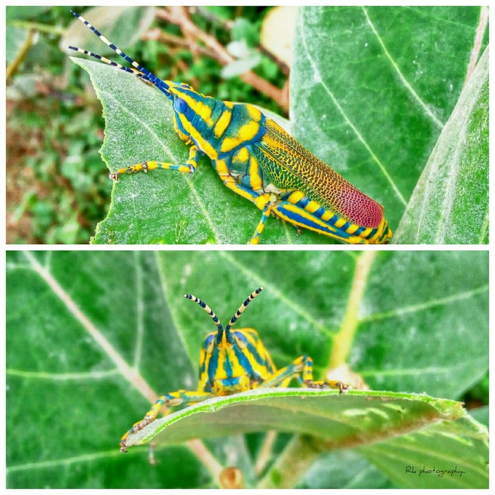 Tiger grasshopper