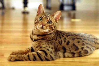 bengal cat