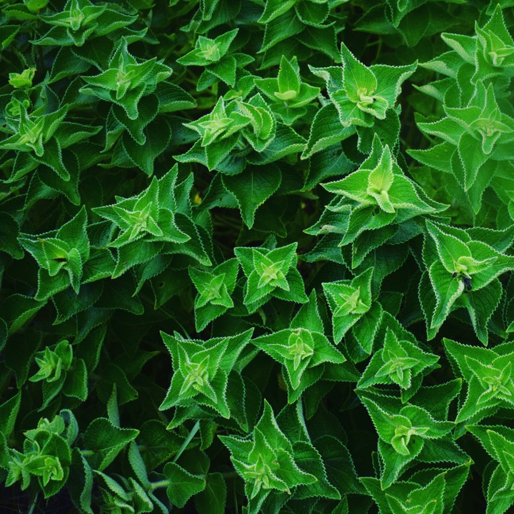 star shape leafed plant
