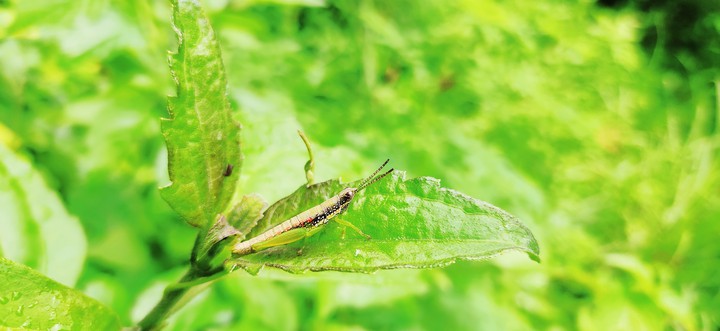 nature things