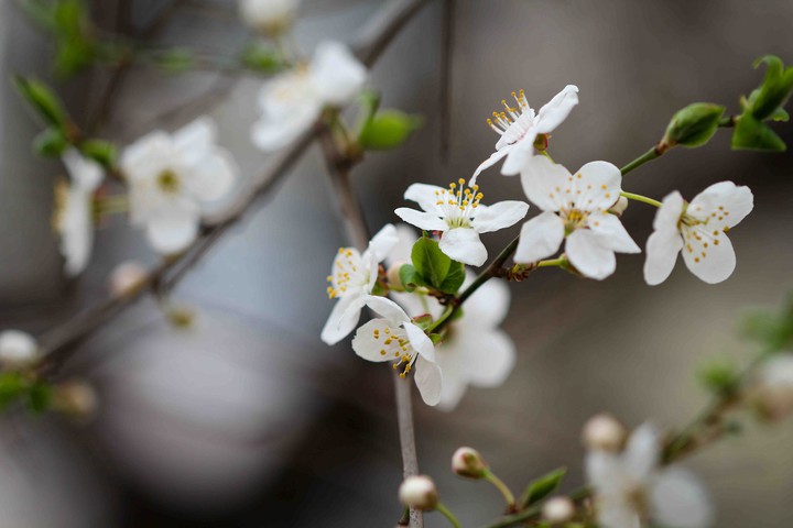Spring