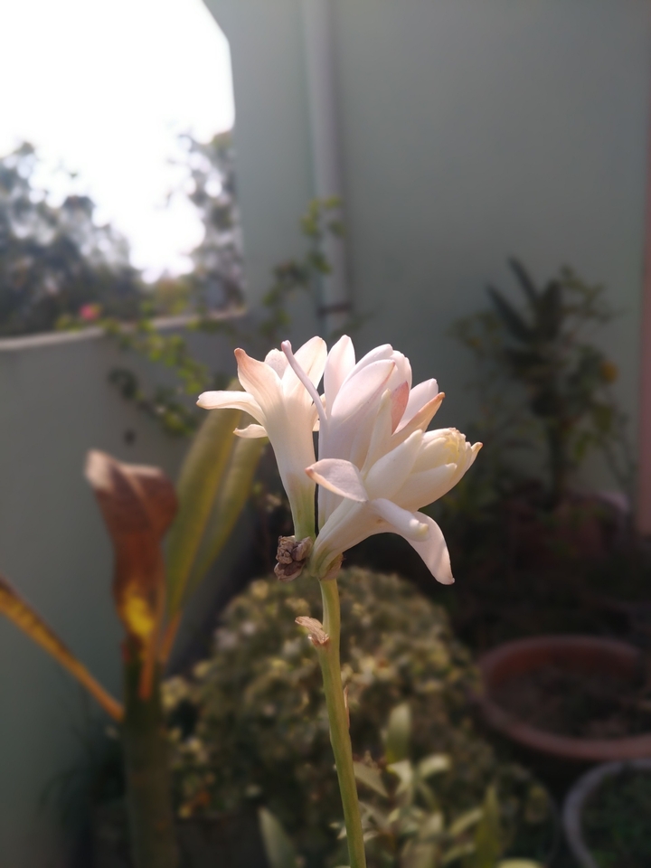 tuberose
