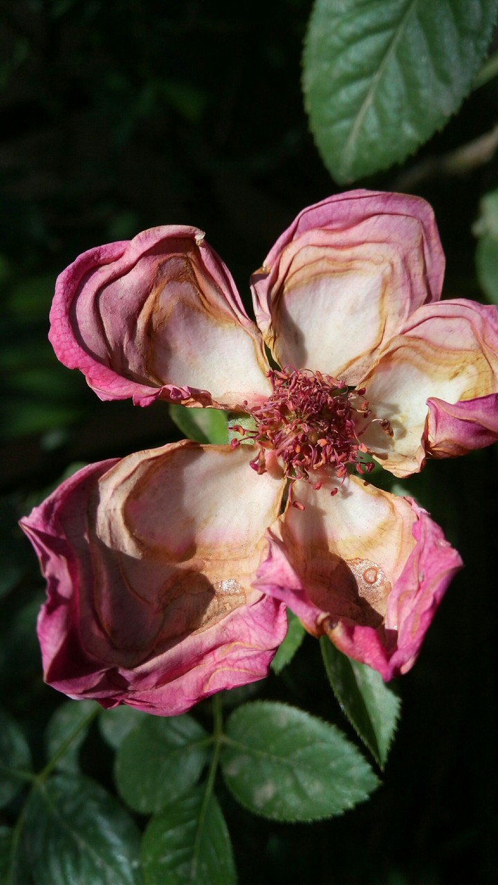 rose