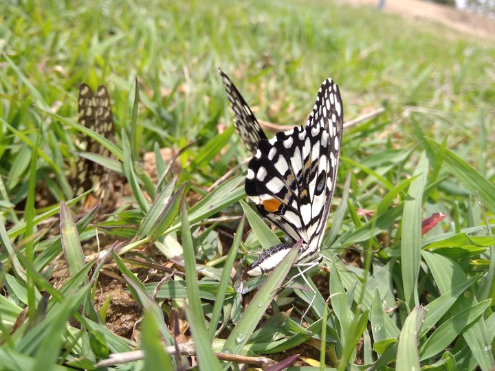 nature