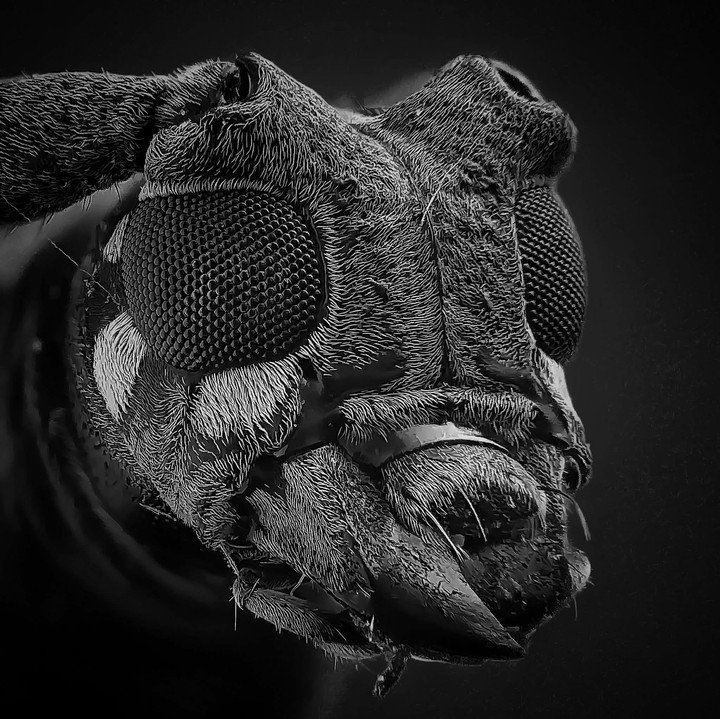 Insect