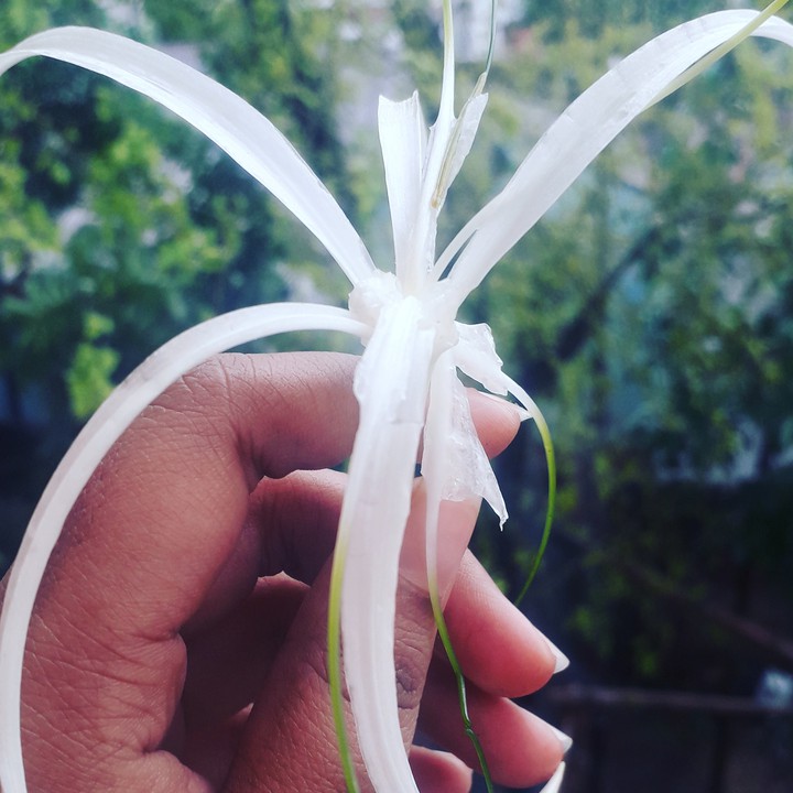 flower