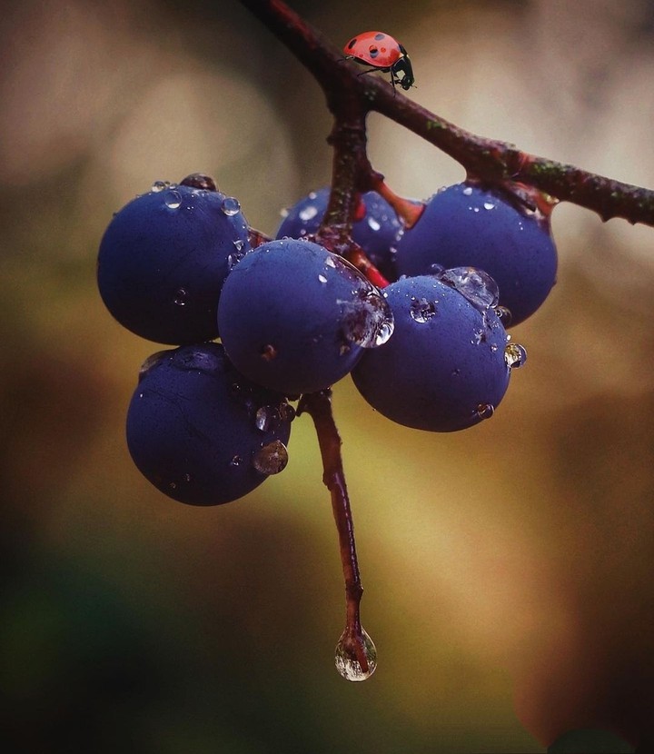 #berries