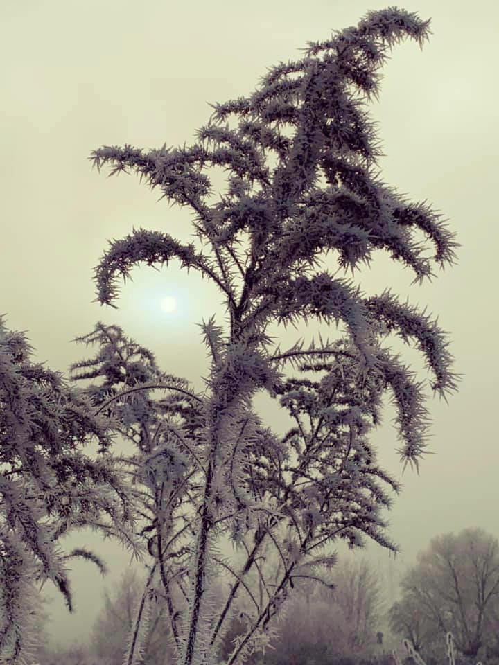 Winter nature