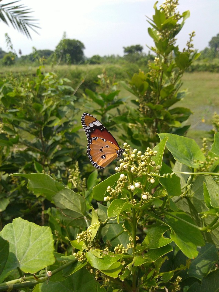 Beautiful butterfly