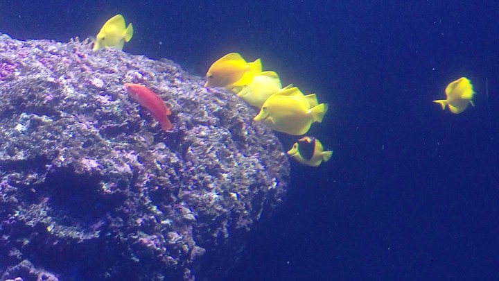 Little cute yellow fishes!
