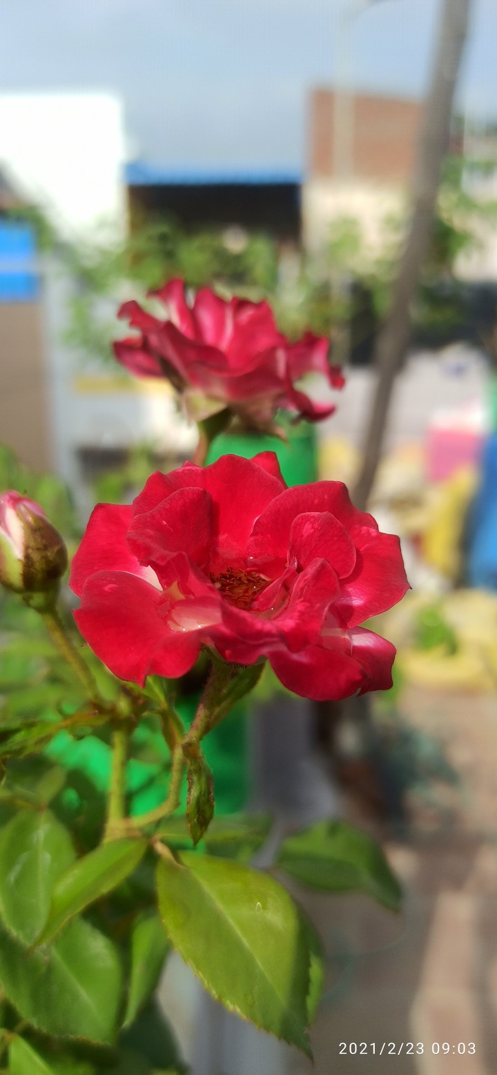 wall