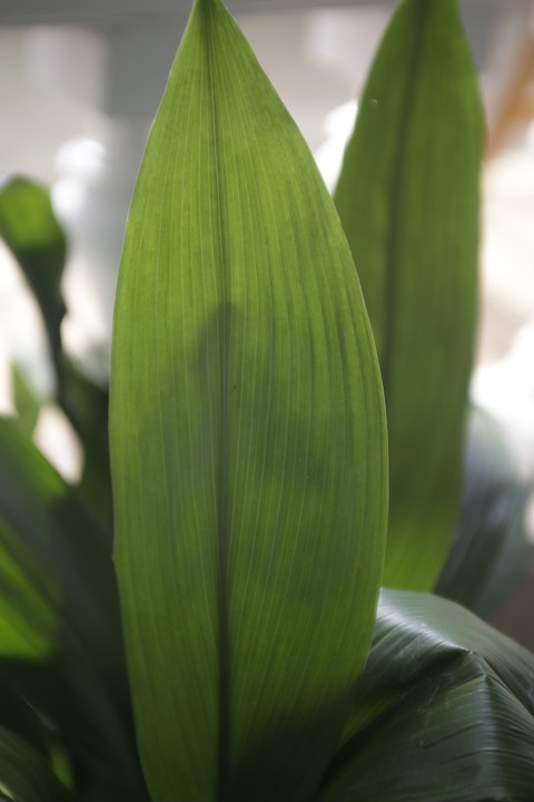 Plant