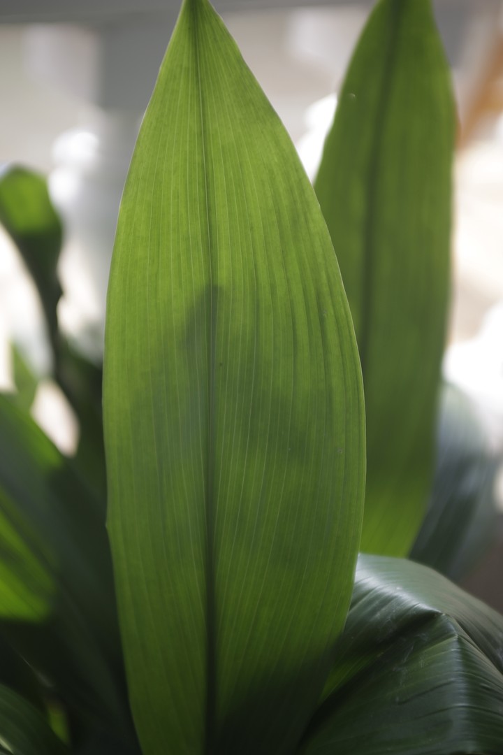 Plant