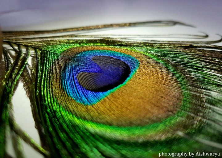 colors of life