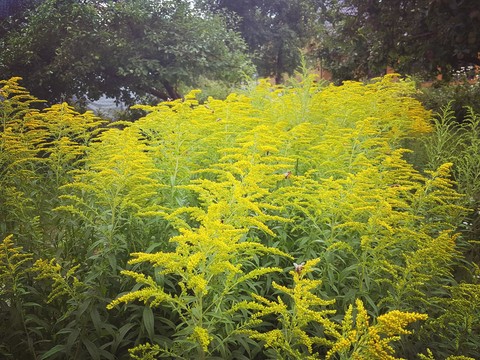 Garden live