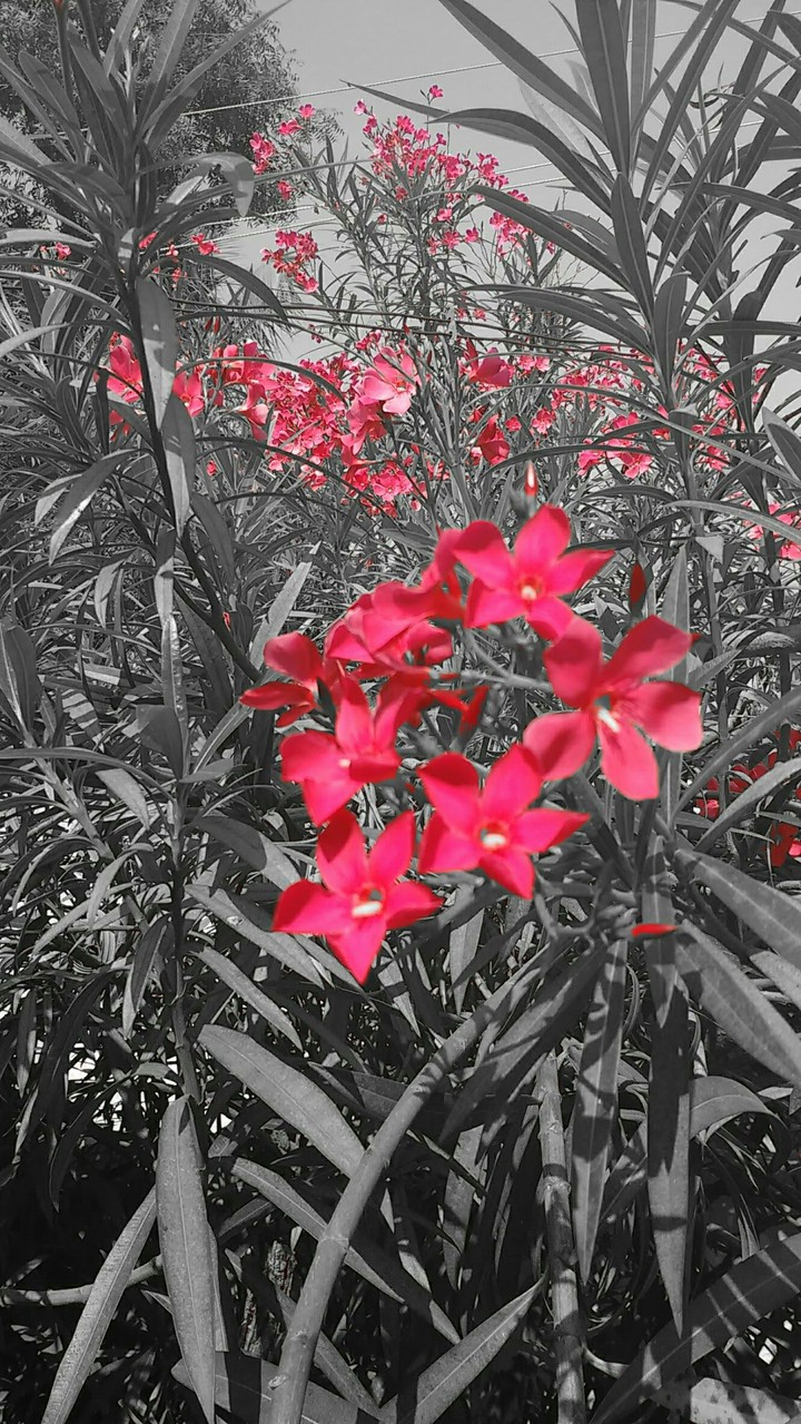 flowers