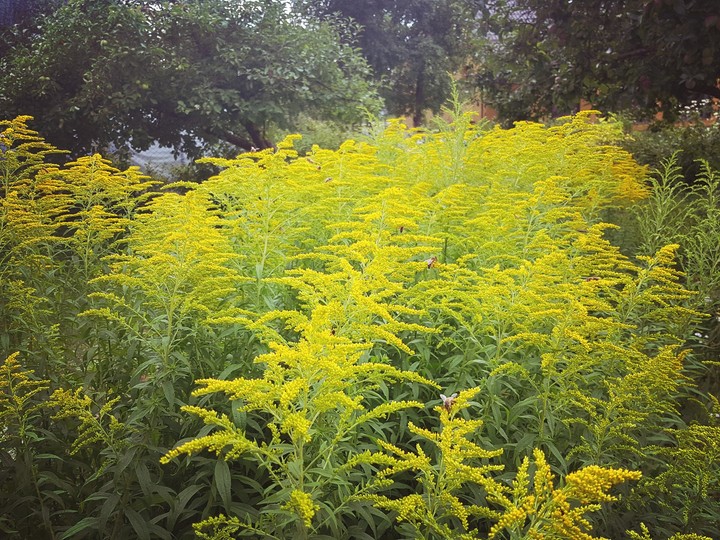 Garden live