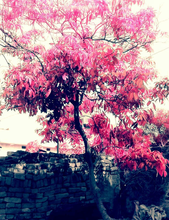 #Pink Tree