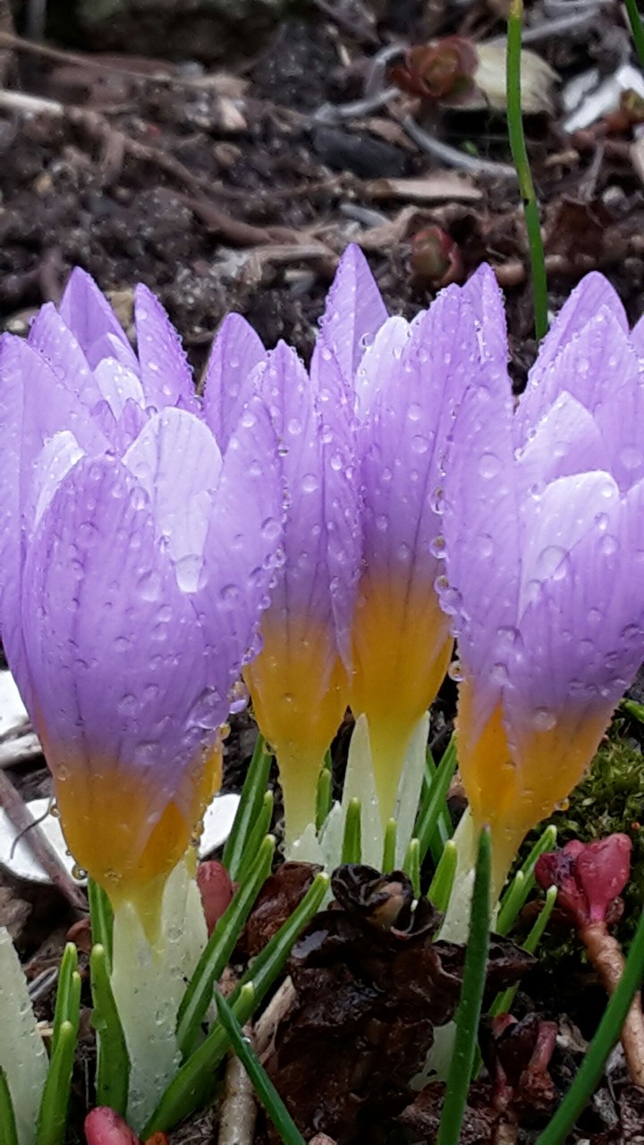 lila gelb im regen fest
