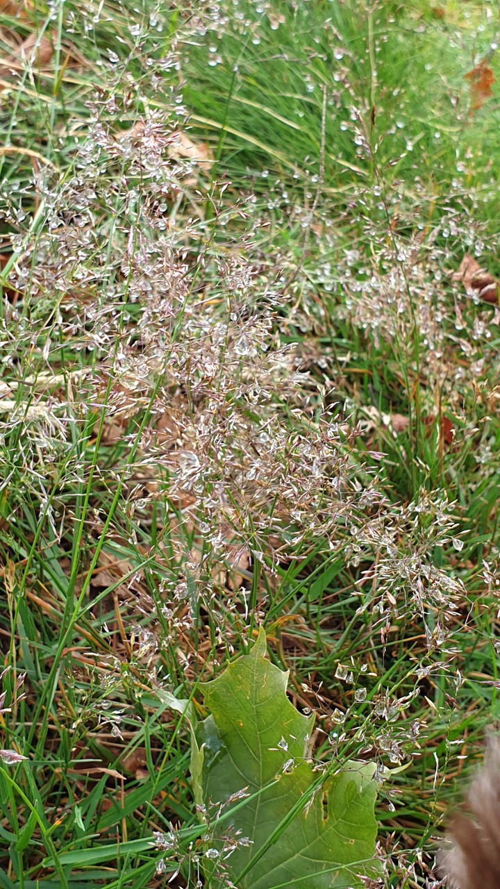 Dew jewels