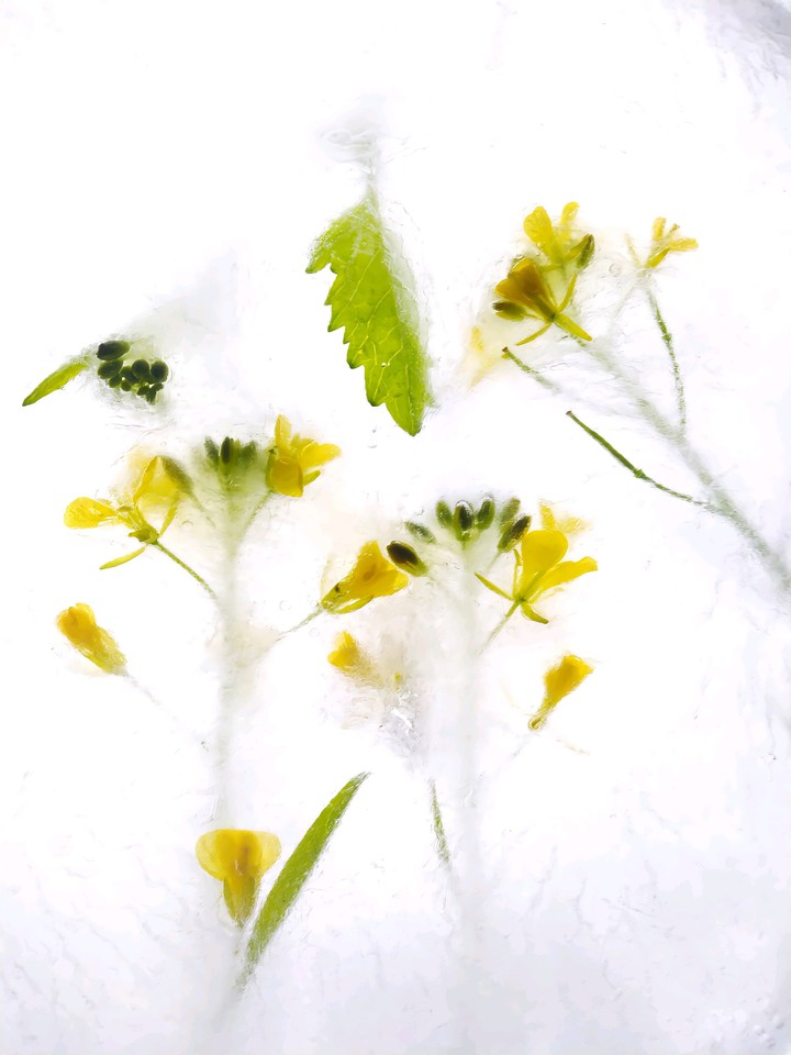 flower and ice