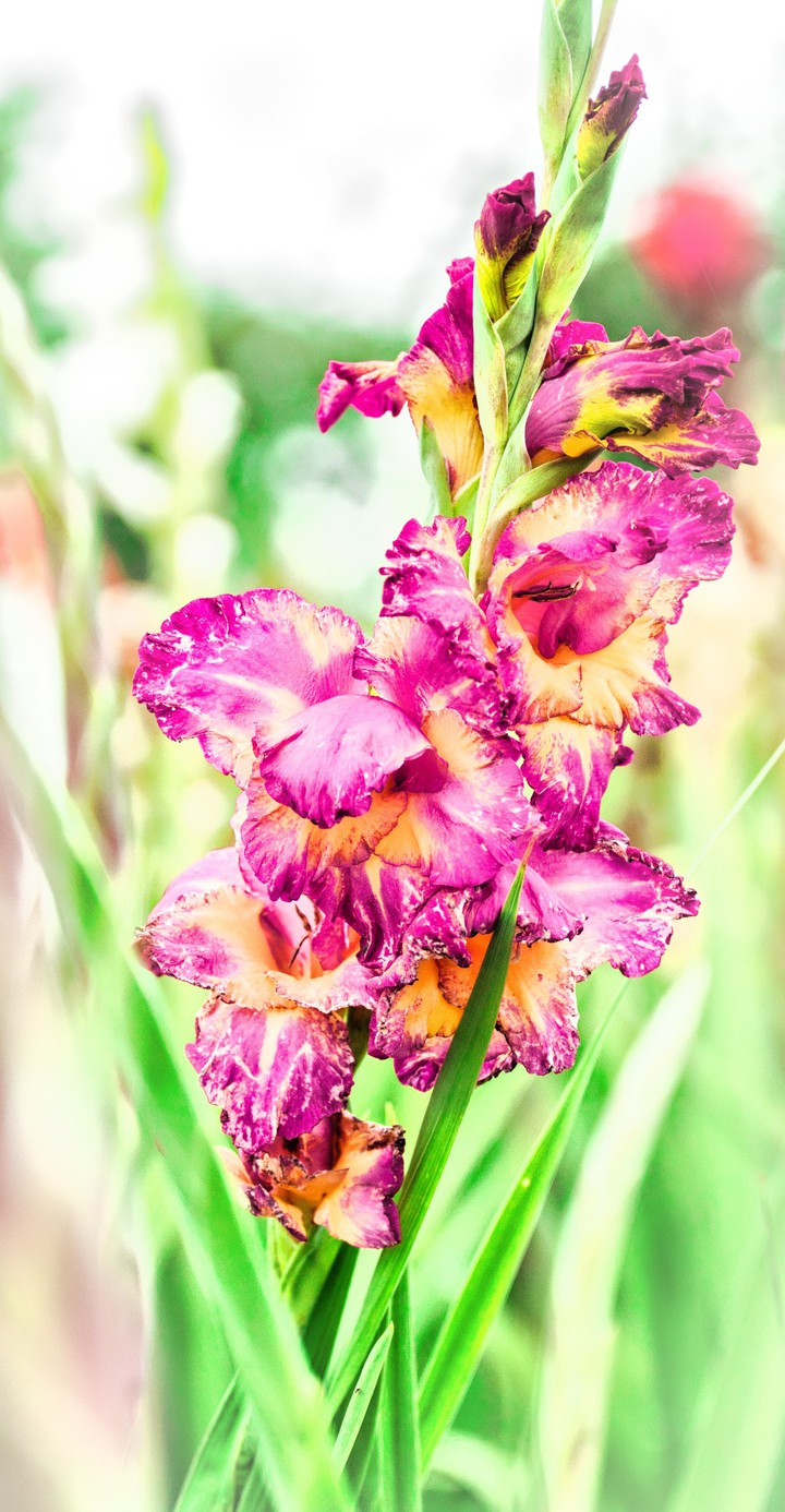 Gladiole bei Leipzig