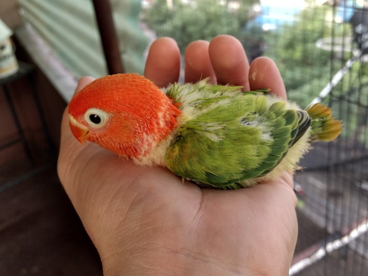 Green​ Opaline