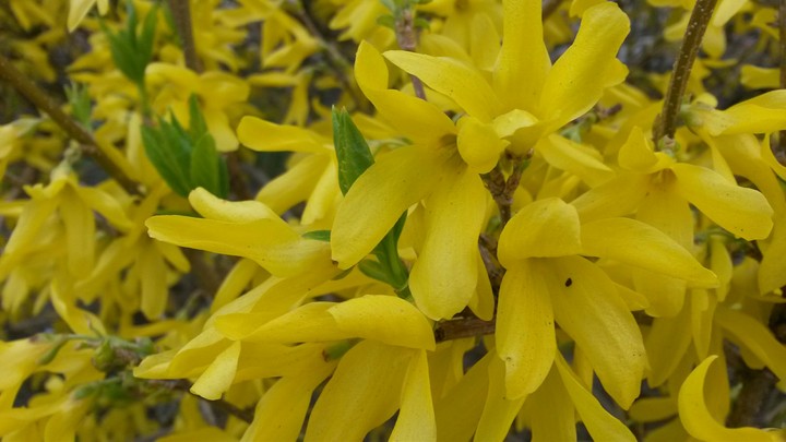 flower
