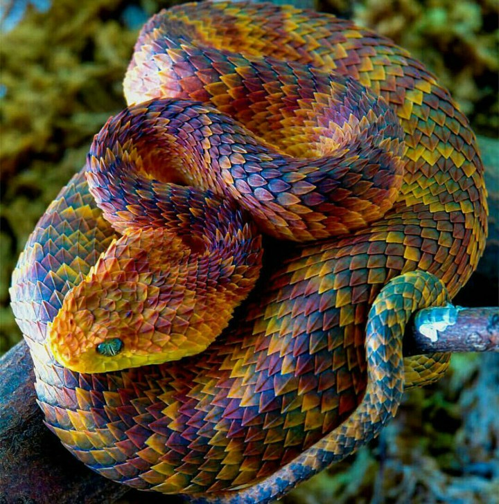 snake