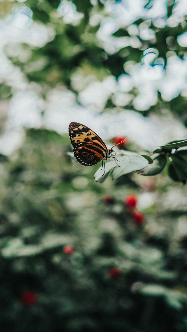 butterfly