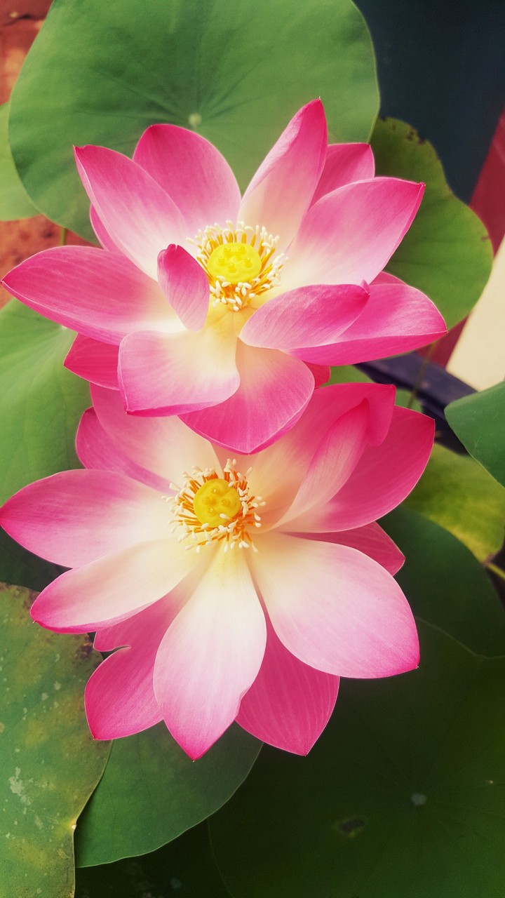 Water Lilly