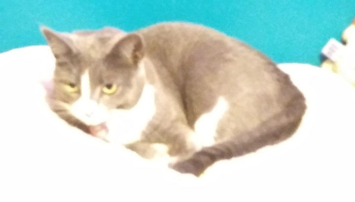 GRACIE