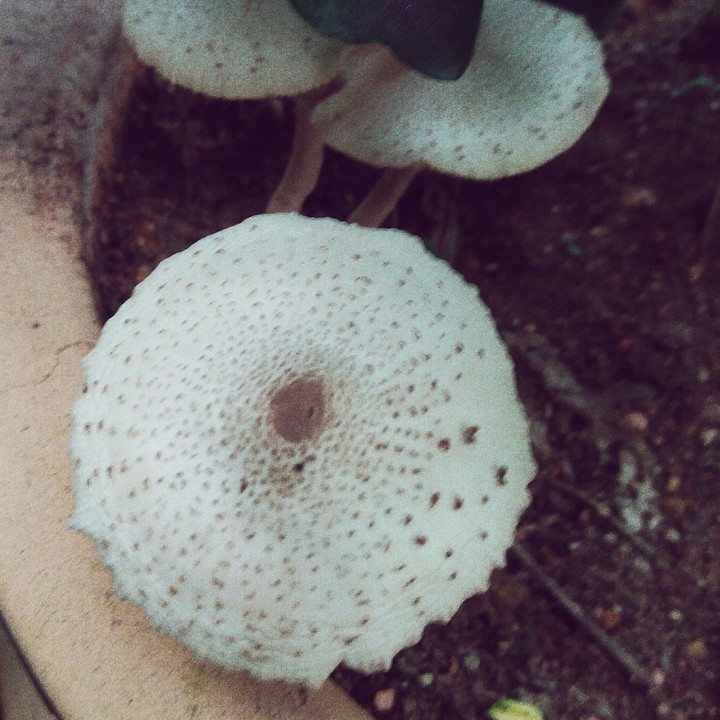 mushroom of surprise