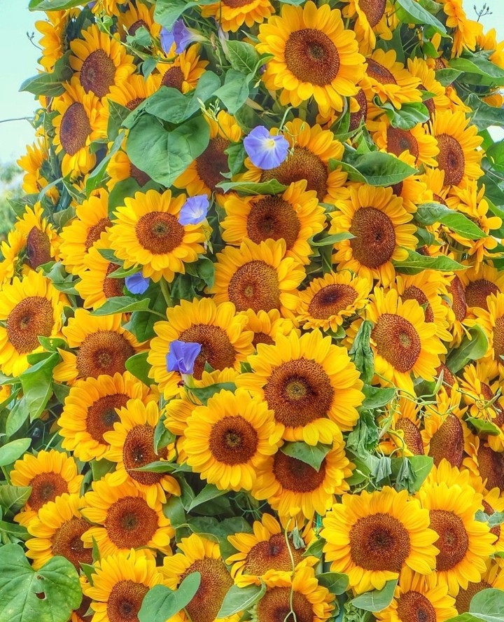 #sunflowers