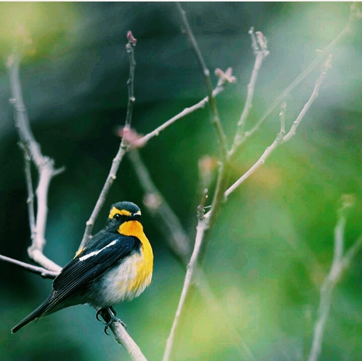 bird