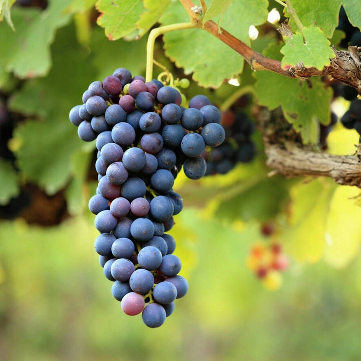 grapes