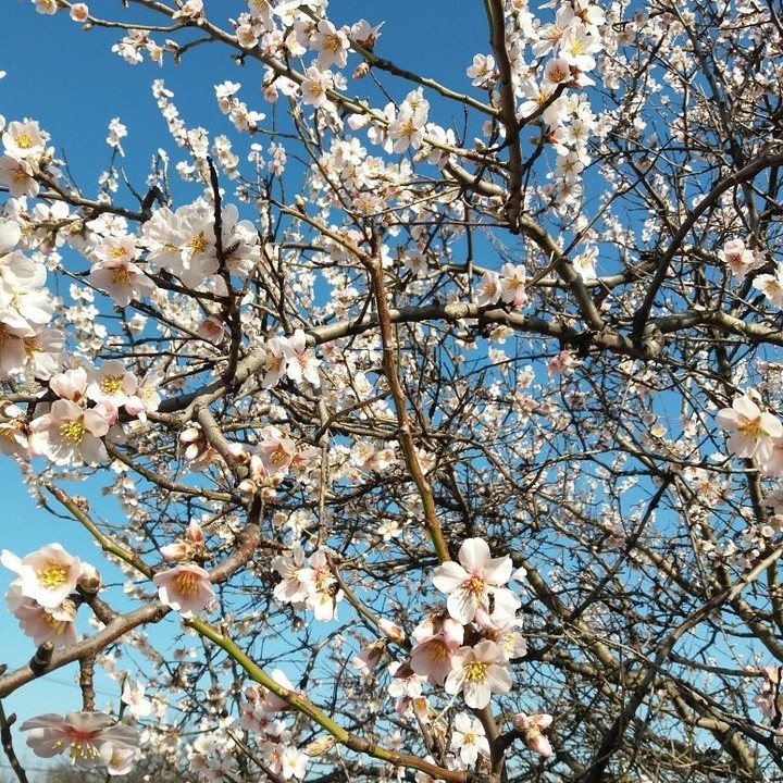 almonds